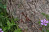 DSC_0049R.jpg (108605 byte)