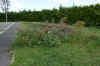 DSC_0050R.jpg (100314 byte)