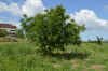 DSC_0066R.jpg (119606 byte)