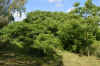 DSC_0167R.jpg (145856 byte)