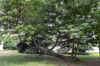 DSC_0179R.jpg (135209 byte)